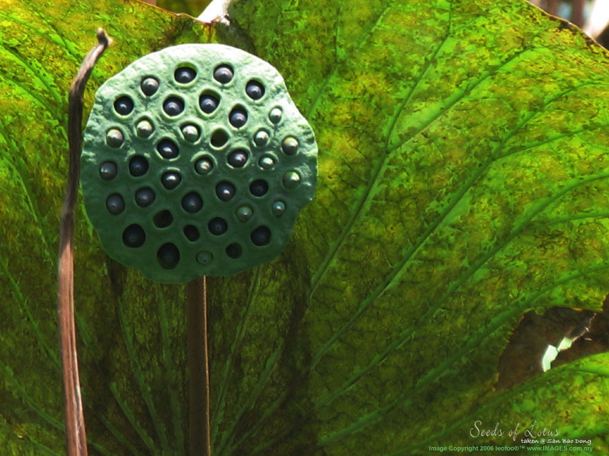 Lotus Seeds  - Link to four Buddhist Cave Temples in Ipoh city, Perak, Malaysia