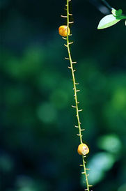 dualfruits.jpg