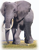 elephant.jpg