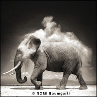 Elephant Man by NOMI Baumgartl, link back to I-wonder website