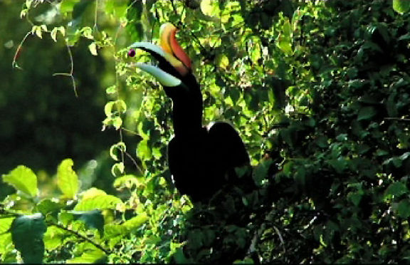 hornbill2..jpg (80k) Loading .......