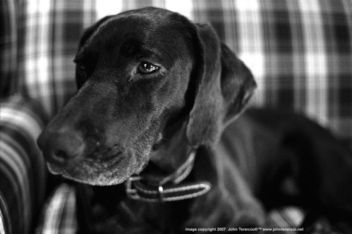 My Dog ..