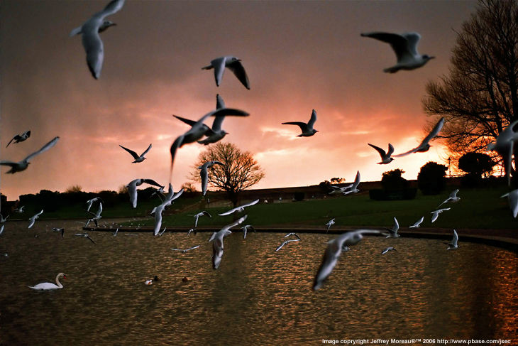 Birds, swan and evening... by Jeffrey Moreau, UK.