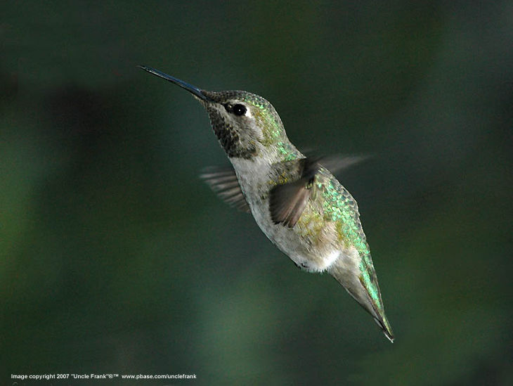 Humming Birds by uncle Frank http://www.pbase.com/unclefrank