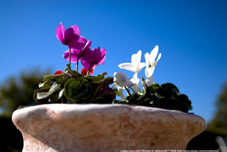 Potful of colors by  Michael Mathews http://www.pbase.com/mrmikemgm