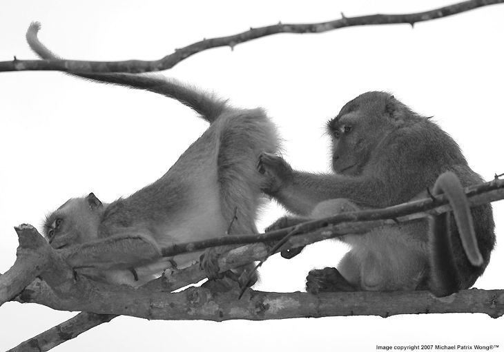 A documentary series on nature at Borneo Island 
