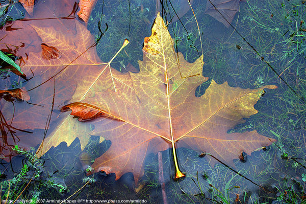 Maples on the pond ... by Armindo Lopes