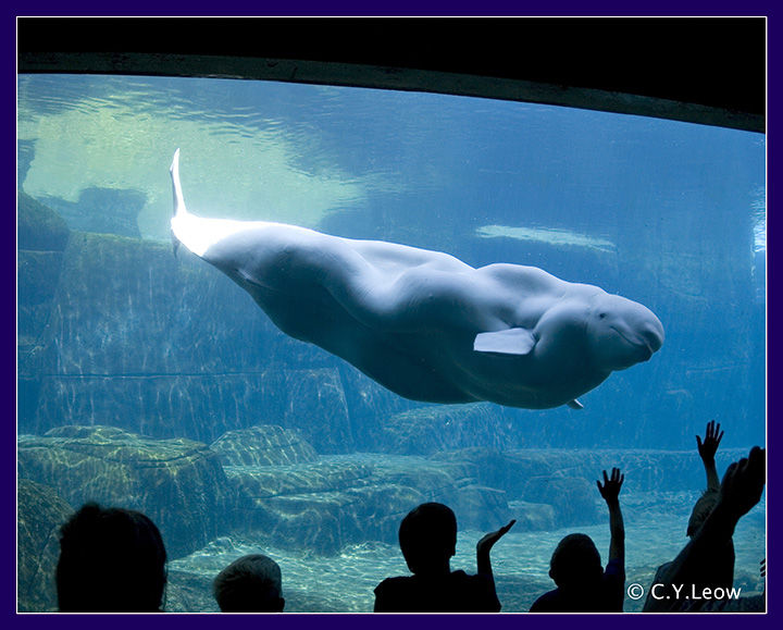 Beluka Whale by CY Leow