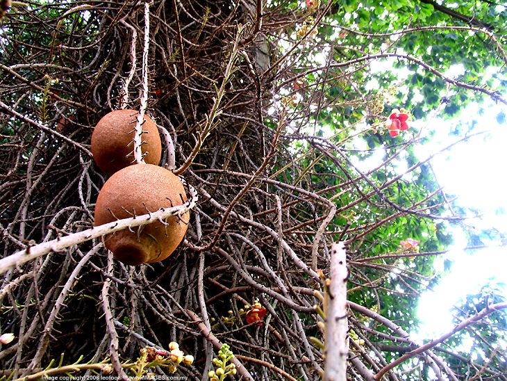 A kind of strange fruits planted inside the Grand Royal Palace in Phnom Penh, Cambodia