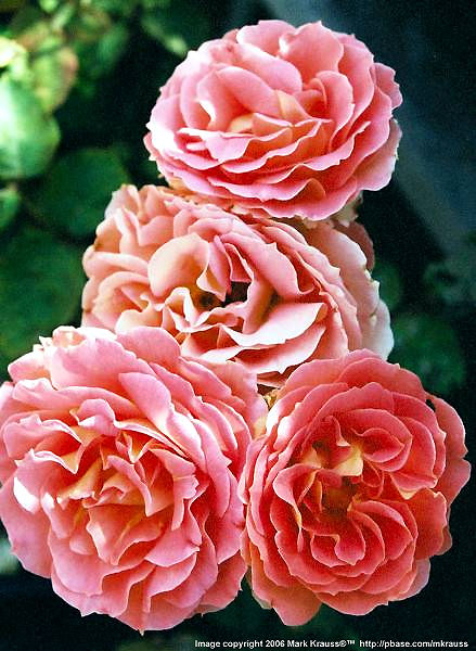 Mark Krauss - One for the Roses - LINK to site portfolio