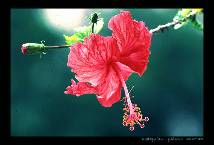 Malaysian Hibiscus species