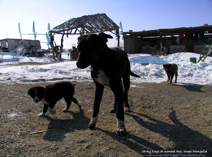 Stray Dogs at a Nomad Hut, Inner Mongolia.
tempted by some food during  cold md afternoon..
