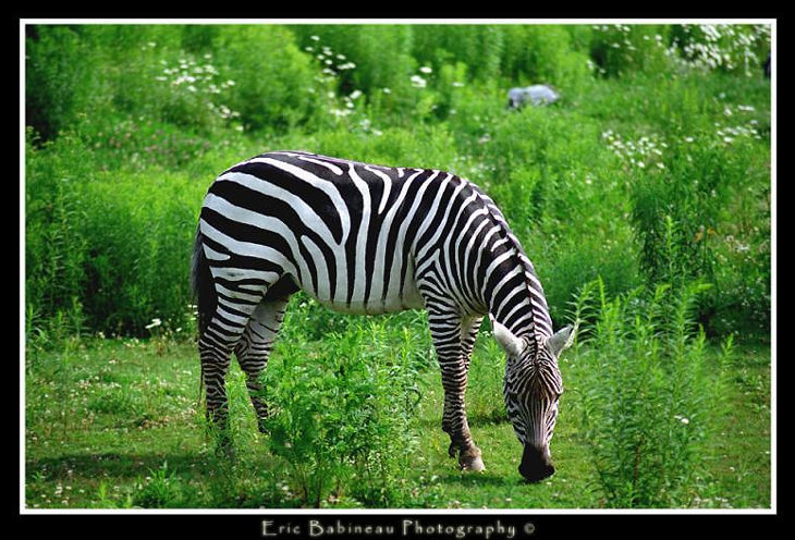 Zebra by Zebra EricBabineau from Canada
