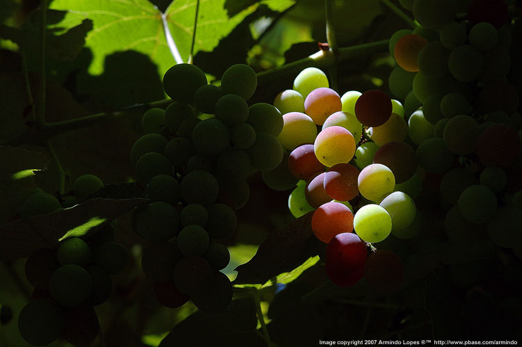 Grapes ... by Armindo Lopes