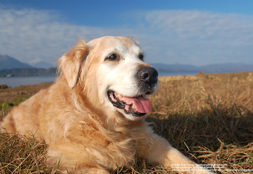 Doggie at rest, Photo by Ken Tsang