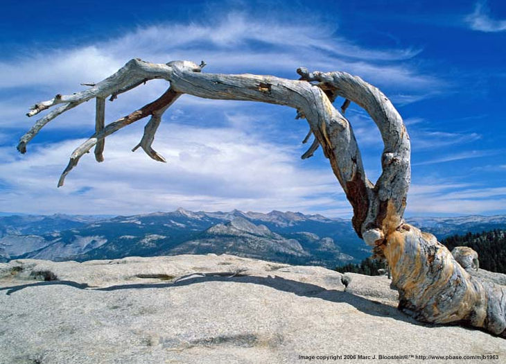 PINE.. at the wilderness by  Marc J. Bloostein