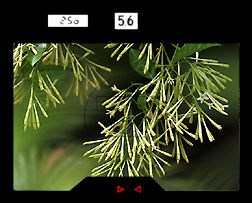 Viewfinder.jpg
