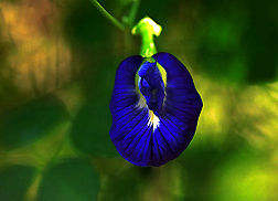 Purple.jpg