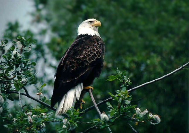 Don Ferrario's Eagle.jpg (71k) Loading....