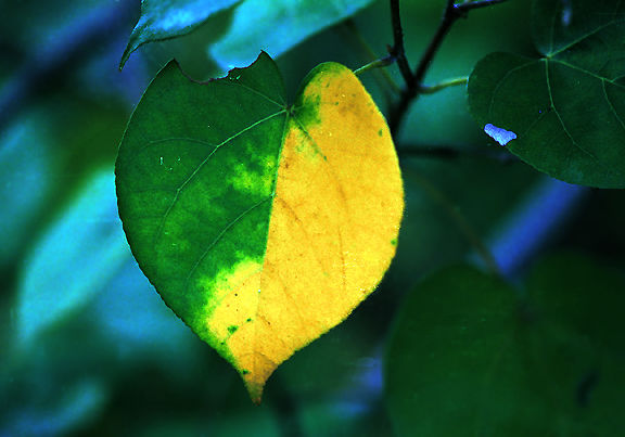 Leaf.jpg (51k) Loading ....