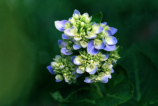 Mary Blue.jpg (33k) Loading ....