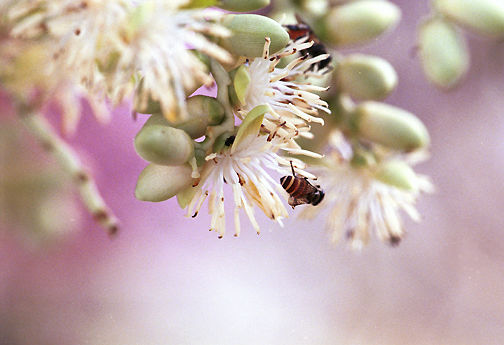 Palm and bees.jpg (35k) Loading ...
