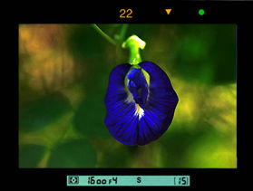 Purple.jpg (19k) Loading ...