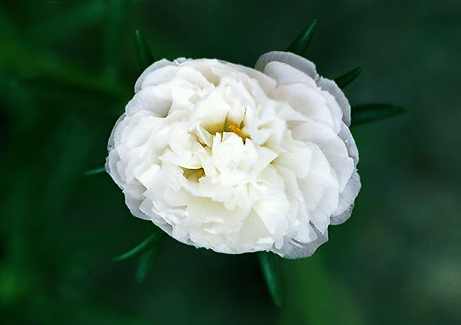 Roses in White.jpg (22k) Loading ....