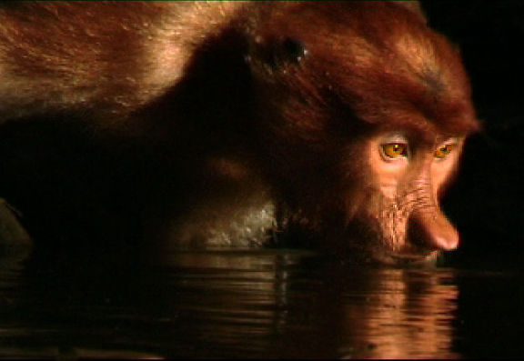 Proboscis Monkeys. jpg (31k) Loading ...