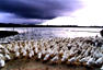 duckpondsml.jpg