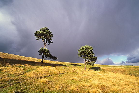 twotrees.jpg (63k) Loading ...