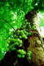 wildfruitsml.jpg