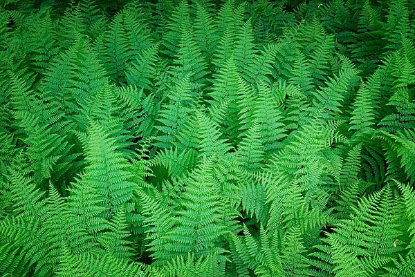 fern leaves.jpg