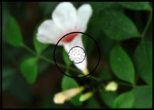 Focusing - Blur.jpg