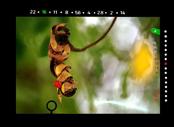 viewinfoseeds.jpg (51k) Loading....