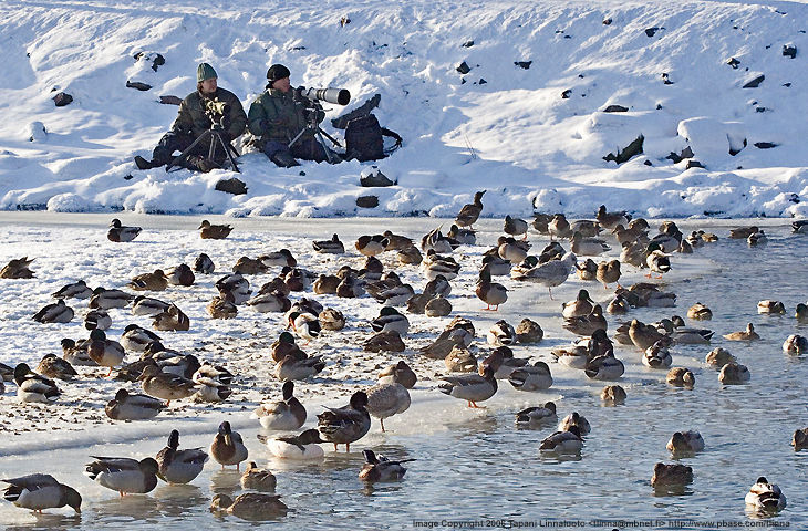 NOt being alone by Tapani Linnaluoto (164k Jpeg) Loading ...