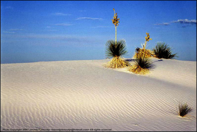 The Desert starts from here by Mark de Leeuw (96k Jpeg) Loading ...