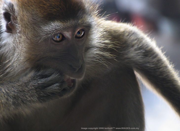 Wild Monkey.. long reach  and working distance of a Telephoto lens 
