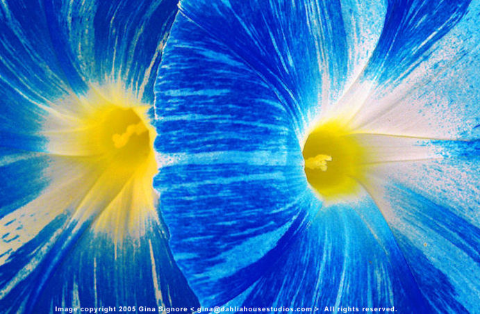 The Petals and Colours, by Gina Signore
