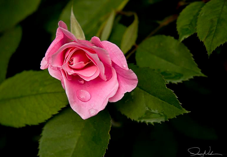Jackson Rose by Jeremy Novak (60k) Jpeg Loading ....