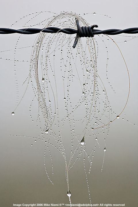 Morning dew on horse hair...by Mike Niemi (80K)  Loading ...