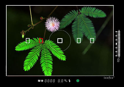 Nature flower