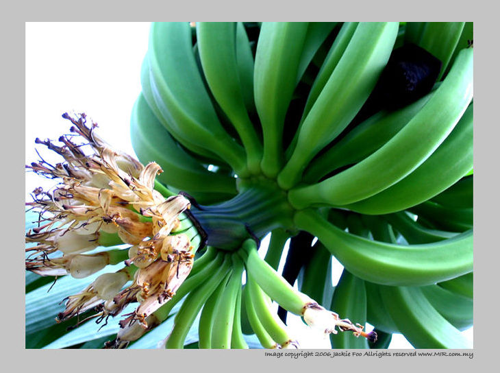 Banana on the display ... by Jackie Foo