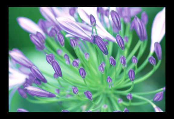 flwmacropurple2.jpg