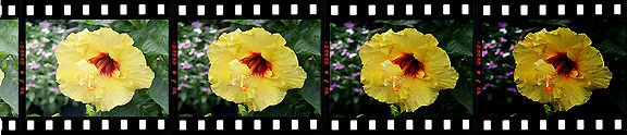 aebillusframes.jpg (38k) Loading ....