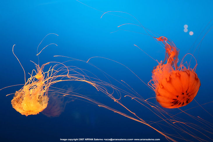 Aquatic Jelly Fish.. by ARRAN Salermo