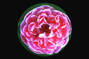 Sample1.jpg