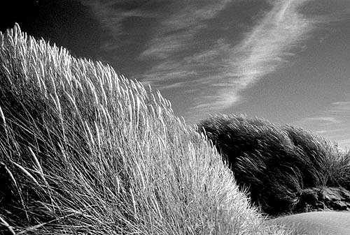 Maram Grass in infrared... by Simon Evan.
