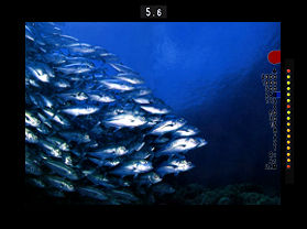 Diving Picture.jpg