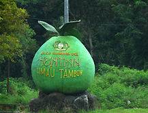 The famous  Malaysian Tambun pomelo fruit from Ipoh, Perak, Malaysia, also called pomelo, pummelo, Chinese grapefruit, shaddock, pumelo, pommelo